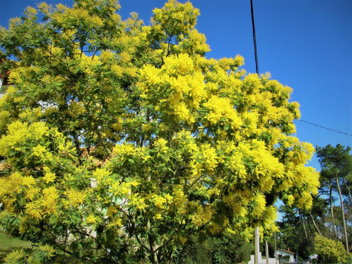 Mer A 200M,,Ds Les Mimosas En Fleur ! Ronce-les-Bains Exteriér fotografie